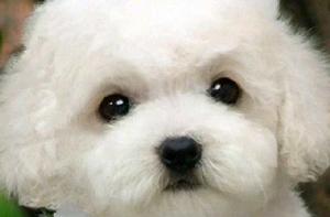 寵物狗[圈養的犬類動物]