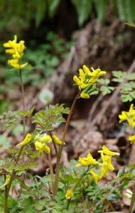 嬌嫩黃堇 嬌嫩黃堇