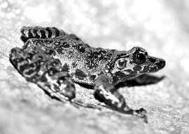 務川臭蛙 務川臭蛙