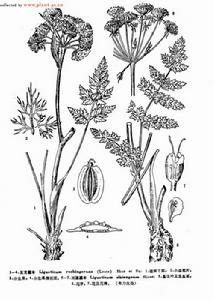 川滇藁本 川滇藁本