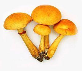 橘黃裸傘 橘黃裸傘