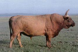 蒙古牛 蒙古牛