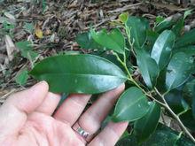 女兒香[國家二級保護野生植物沉香]