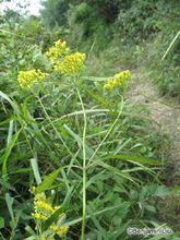 敗醬科異葉敗醬