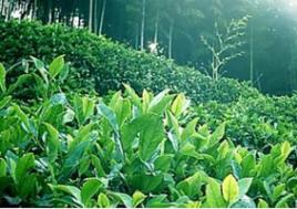 龍井毛峰 龍井毛峰