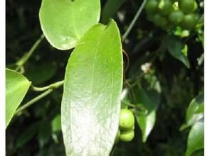 緣脈菝葜 緣脈菝葜