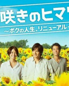 遲開的向日葵 遲開的向日葵