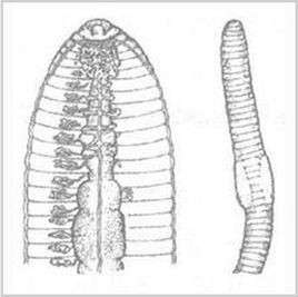微小雙胸蚓 微小雙胸蚓