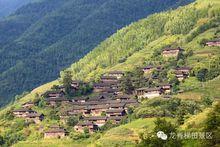 怡人的金色竹林