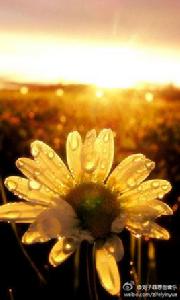 韶華[劉子菲演唱歌曲]