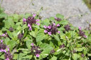 鼠尾草葉荊芥 鼠尾草葉荊芥