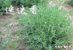 草香 草香