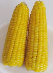 穗甜1號 穗甜1號