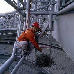 金屬鳥巢[體育場喜鵲金屬鳥巢]