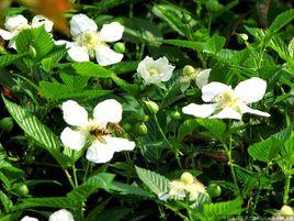 河岸鼠刺 河岸鼠刺