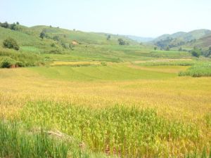 麻雞寨自然村 麻雞寨自然村