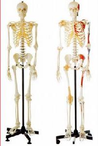 人體急救模型 人體急救模型