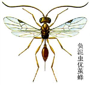 負泥蟲優繭蜂 負泥蟲優繭蜂