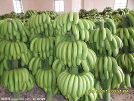 綠香蕉 綠香蕉