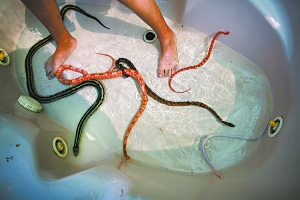 人蛇共游，也是“蛇療”的一種方法