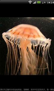 最致命的有毒動物 最致命的有毒動物