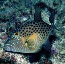 藍點炮彈 藍點炮彈