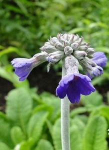 頭序報春 頭序報春