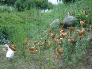 有機土雞 有機土雞