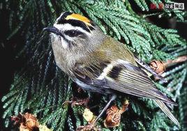 金冠戴菊 金冠戴菊