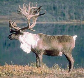 （圖）黑龍江馴鹿