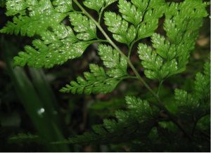 複葉耳蕨組 複葉耳蕨組