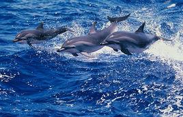 短吻飛旋原海豚 短吻飛旋原海豚