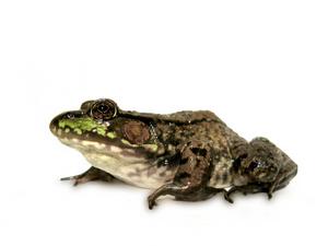 青銅蛙
