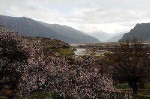 林芝縣林芝鎮嘎拉桃花