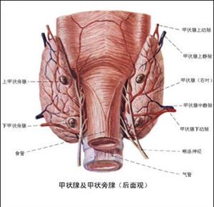 甲狀旁腺功能減退 甲狀旁腺功能減退