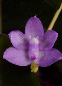 抱莖白點蘭 抱莖白點蘭