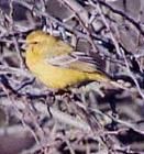 黃眉林絲雀 黃眉林絲雀