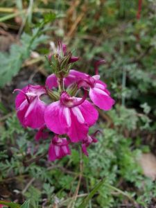 條紋馬先蒿 條紋馬先蒿