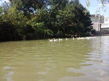 詩情畫意的水母河