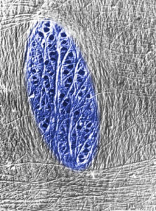 半緣紋孔 半緣紋孔
