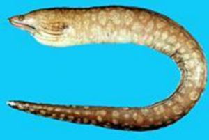 長身裸胸鱔 長身裸胸鱔