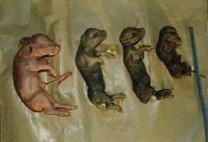 木乃伊胎——死亡的仔豬