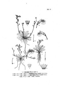 麗江通泉草 麗江通泉草