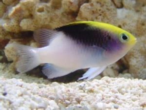 羅氏金翅雀鯛 羅氏金翅雀鯛