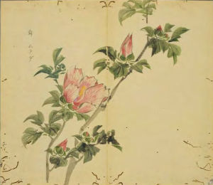 大雅·生民 大雅·生民