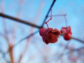 柳葉衛矛 柳葉衛矛