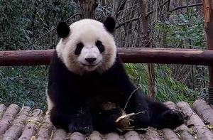 大熊貓思筠筠 大熊貓思筠筠