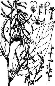 大葉山螞蝗 大葉山螞蝗