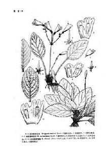 黃花粗筒苣苔 黃花粗筒苣苔