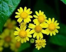 裸纓千里光 裸纓千里光